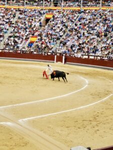 Bull Fight