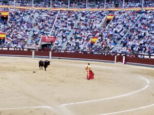 Bull Fight